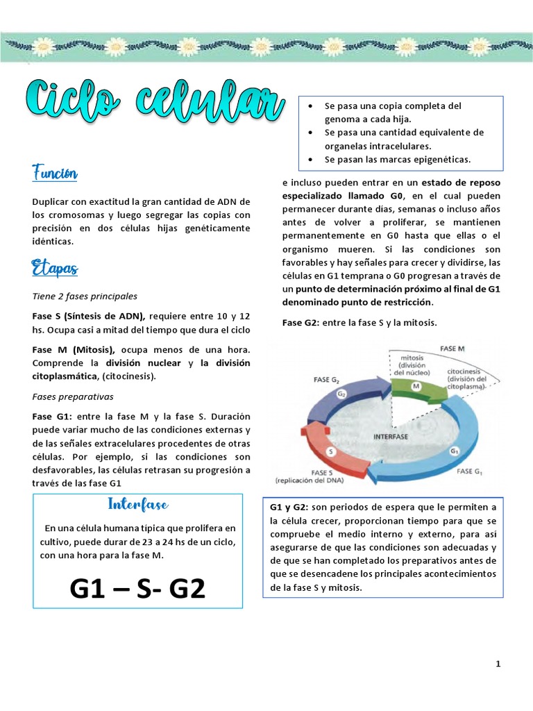 Control del Ciclo Celular y Cdk | PDF | Ciclo celular | Mitosis