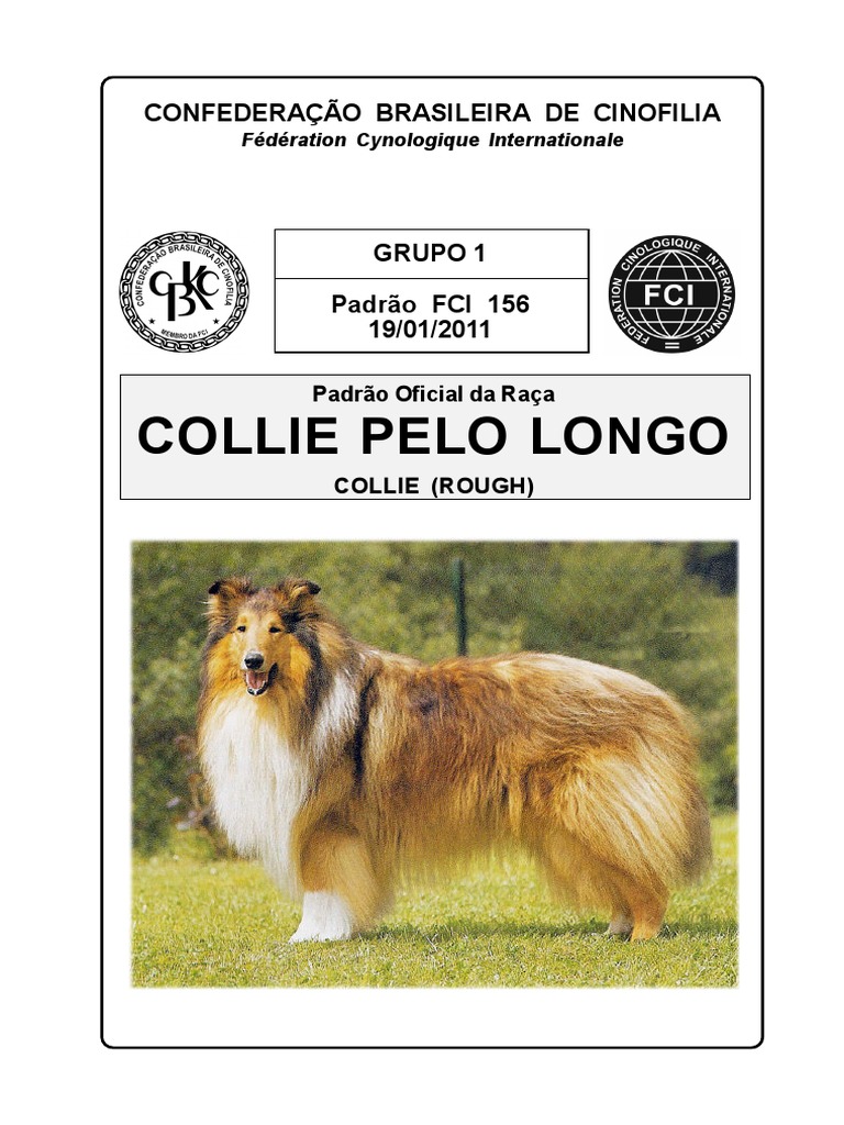 G1 S1 Collie Pelo Longo | PDF | Collie | Cães