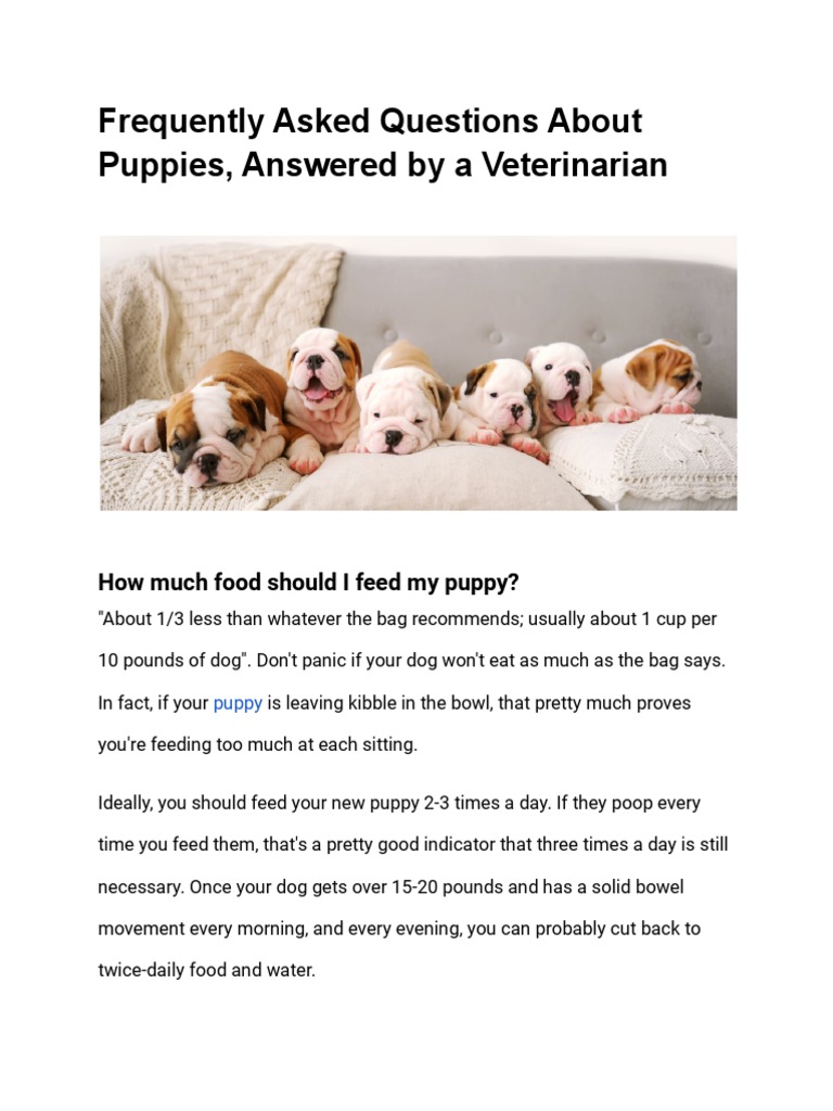 Frequently Asked Questions About Puppies Answered by A Veterinarian
