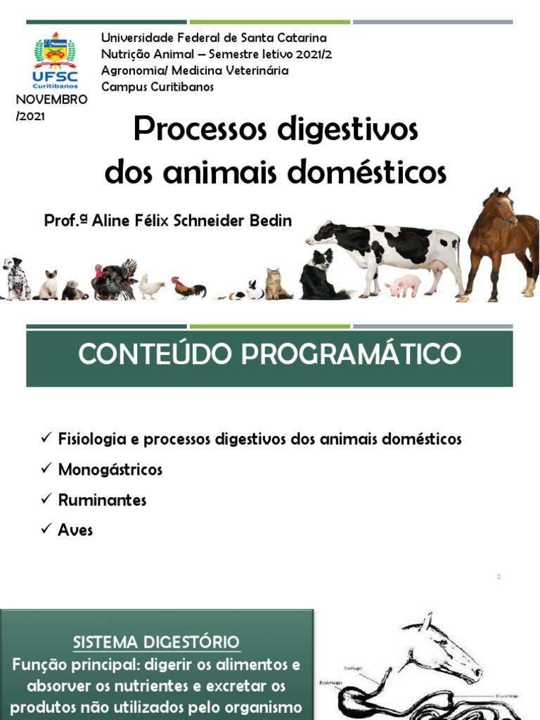 processos-digestivos-dos-animais-dom-sticos-prof-aline-f-lix