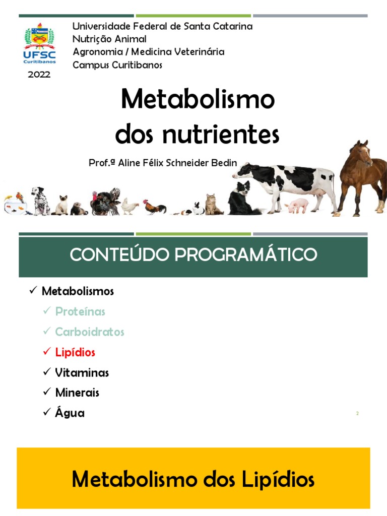Metabolismo Dos Lip Dios Fun Es Classifica O E Digest O Em