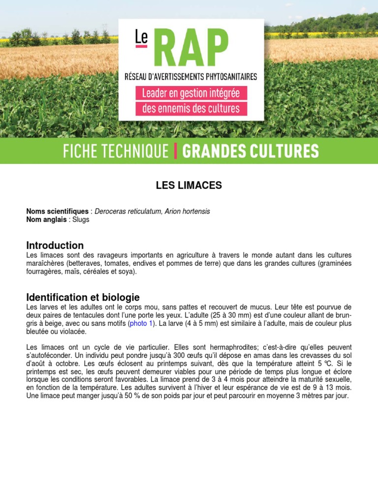 Limaces : Identification et Impact Agricole | PDF | Maïs | Sol (pédologie)