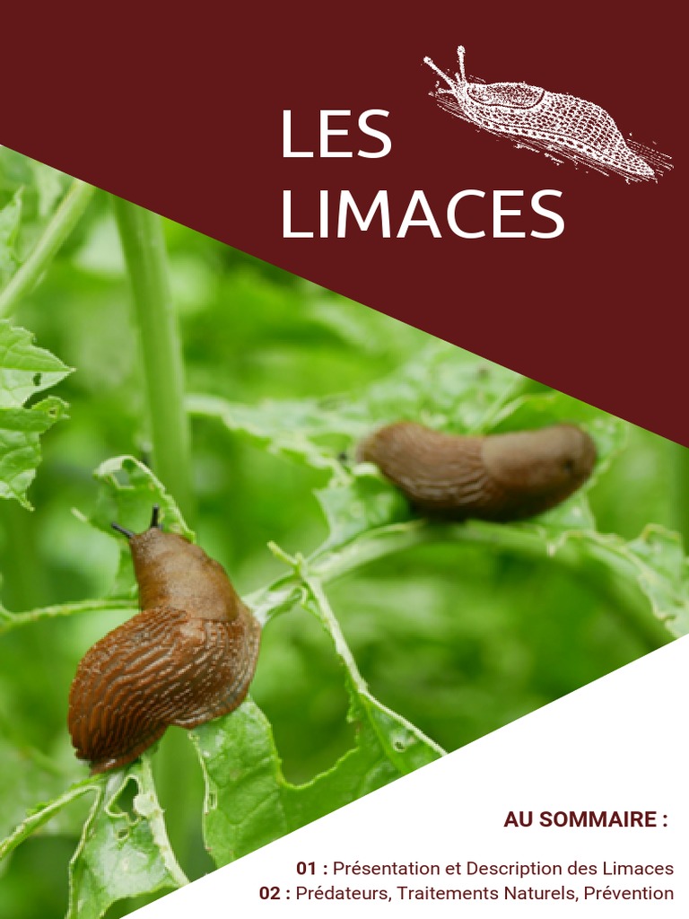 Limaces : Description et Prévention | PDF | Herbivore
