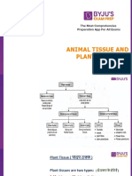 3animal Tissue SSC Bilingual Updated 85