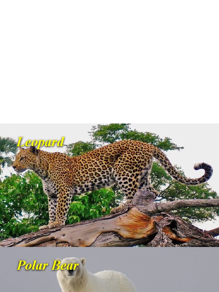 Kelas 4 Unit1 Ke (2) Pertemuan 1 PDF Rainforest Canopy (Biology)
