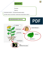 Landareak .pptx-2