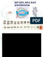 Gen, DNA Dan Kromosom