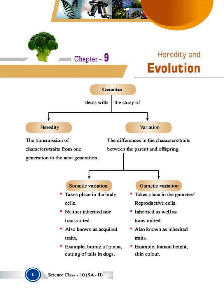 Heredity and Evolution in Genetics | PDF