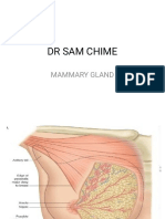 Mammary Gland