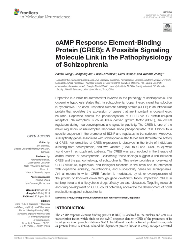 Pathophysiology Of Schizophrenia