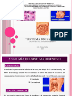 Sistema Digestivo Clase 3 y 4 ANATOMIA