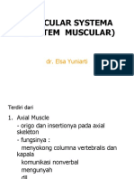 Muscular System DR - Elsa