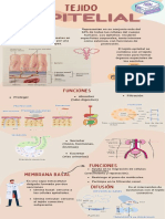 Infografia TEJIDO EPITELIAL