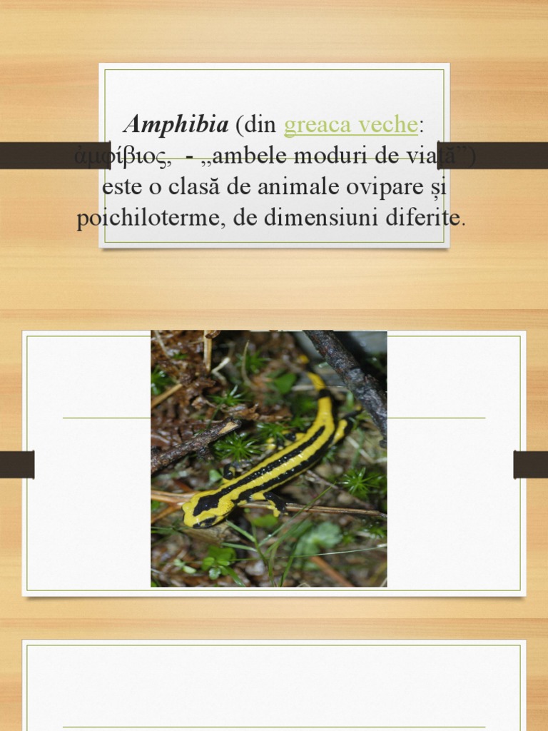 Amphibia | PDF