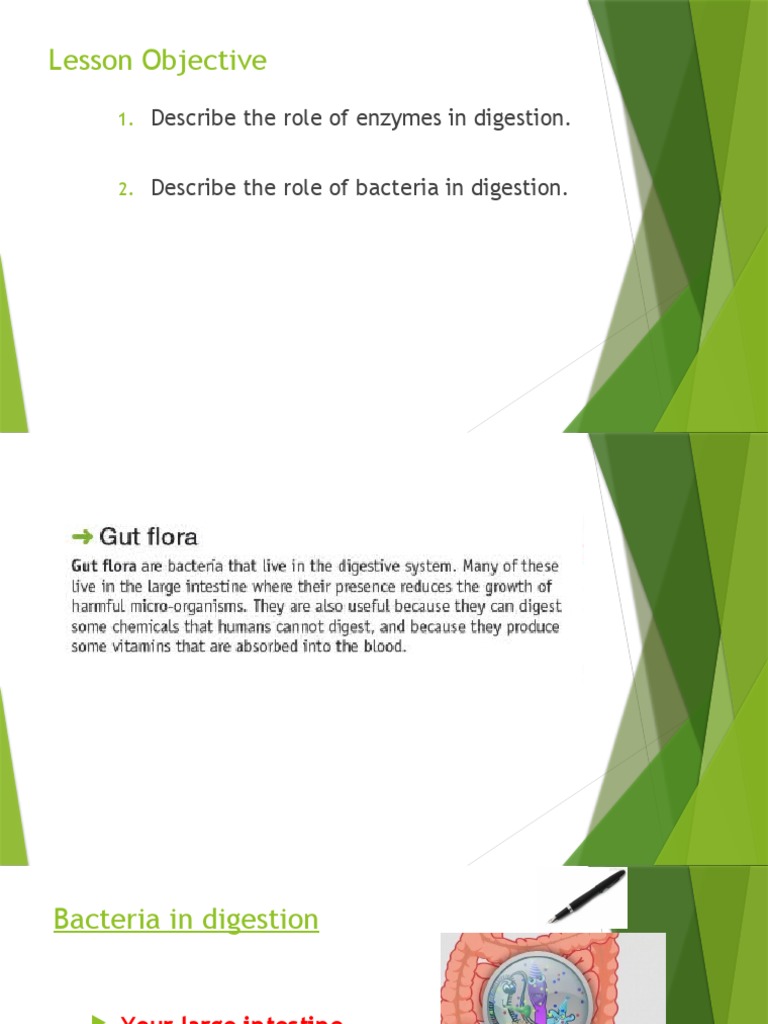 Digestive Enzymes & Bacteria PDF