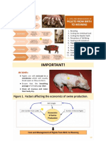 Piglet Management - Swine Production