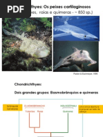 Chondrichthyes_resumo