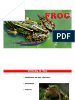 Frog Eng