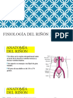 Fisiología del riñón: anatomía, función y flujo sanguíneo