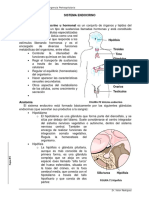 Sistema Endocrino