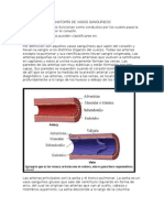 Anatomía de Vasos Sanguíneos