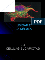 Semana 2 La Celula-Celulas Eucariotas-1