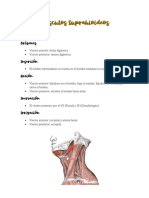 MÃºsculos Del Cuello