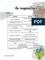 Procatioras Vs Eucariotas