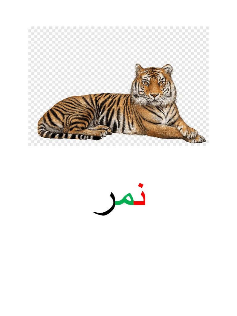 نمر | PDF