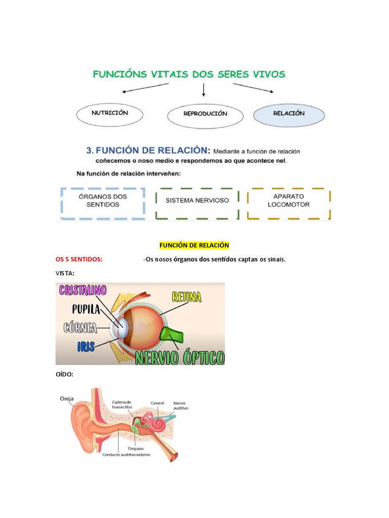 FUNCIÓN DE RELACIÓN Esquema | PDF