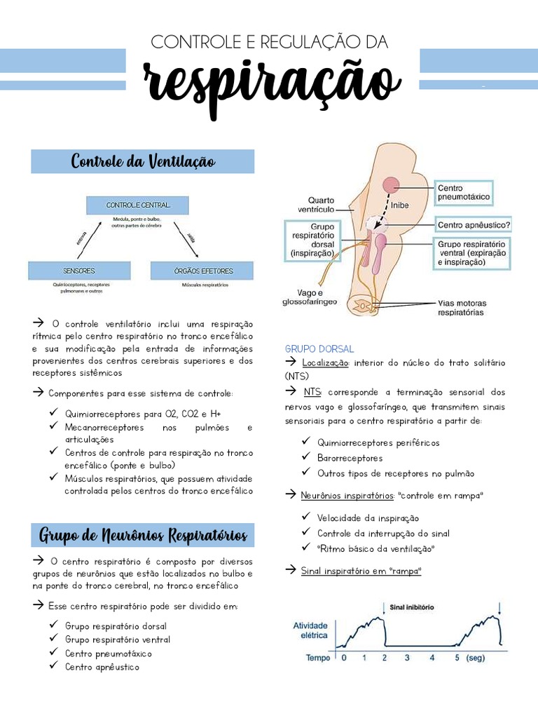 Controle Neural da Respiração | PDF | Sistema respiratório | Fisiologia