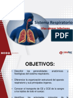 Sistema Respiratorio Parte 2 (Vias Aereas Inferiores)