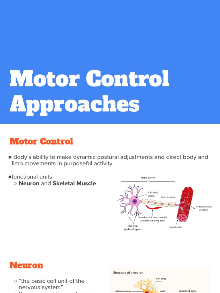 Motor Approaches NDT PDF Anatomical Terms Of Motion Neuron