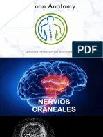 Nervios Craneales 2023-A