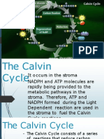 Calvin Cycle 2023