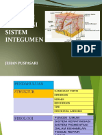 Sistem Integumen