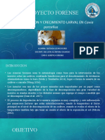 PROYECTO FORENSE CUY - Final