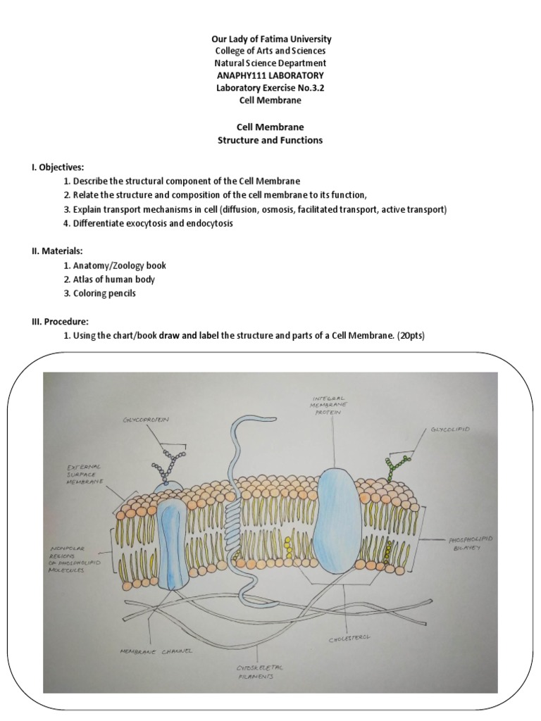 Cell Membrane | PDF | Cell Membrane | Biochemistry