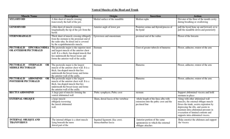 Ventral Muscle | PDF | Abdomen | Anatomical Terms Of Location