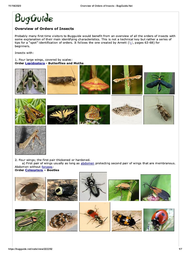 Overview of Orders of Insects BugGuide PDF