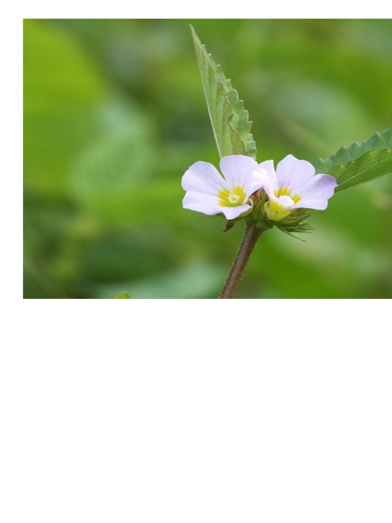 Mini flowers from common weeds in the garden pdf