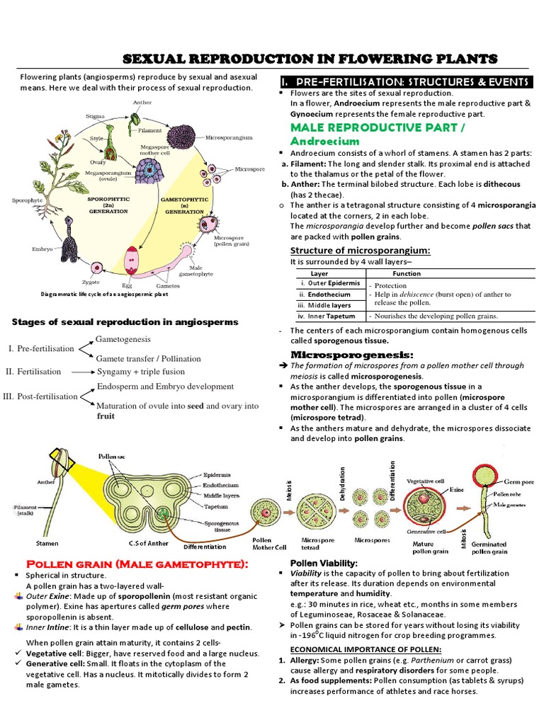 Sexual Reproduction in Flowering Plants | PDF | Seed | Flowers