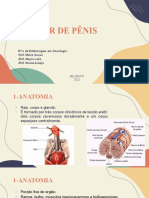 Câncer de Pênis: Anatomia, Etiologia, Tratamento e Estudo de Caso