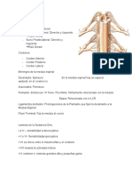 Medula Espinal, Fasciculos Ascendentes y Descendentes