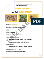 Informe Científico Raíz Mágica