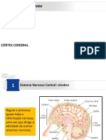 Ã - Reas Cerebrais Manual