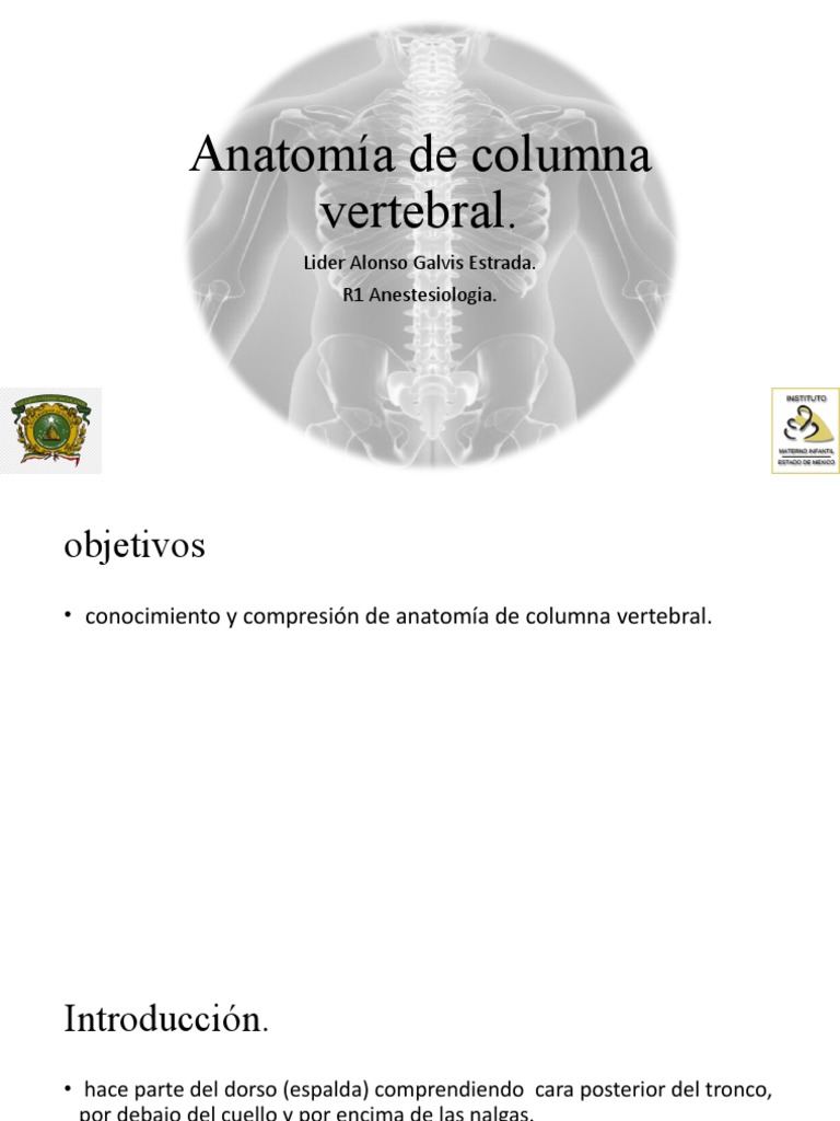 Anatomía de la Columna Vertebral | PDF | Vértebra | La columna vertebral