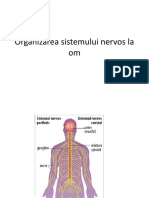 Organizarea Sistemului Nervos La Om