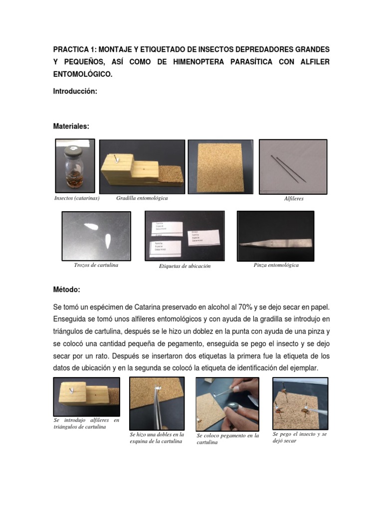 Montaje y Etiquetado de Insectos | PDF | Insectos