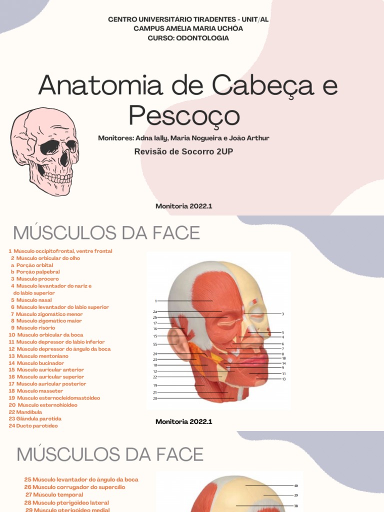 Revisão 2up Anatomia Cabeça E Pescoço Pdf Cabeça E Pescoço Humano